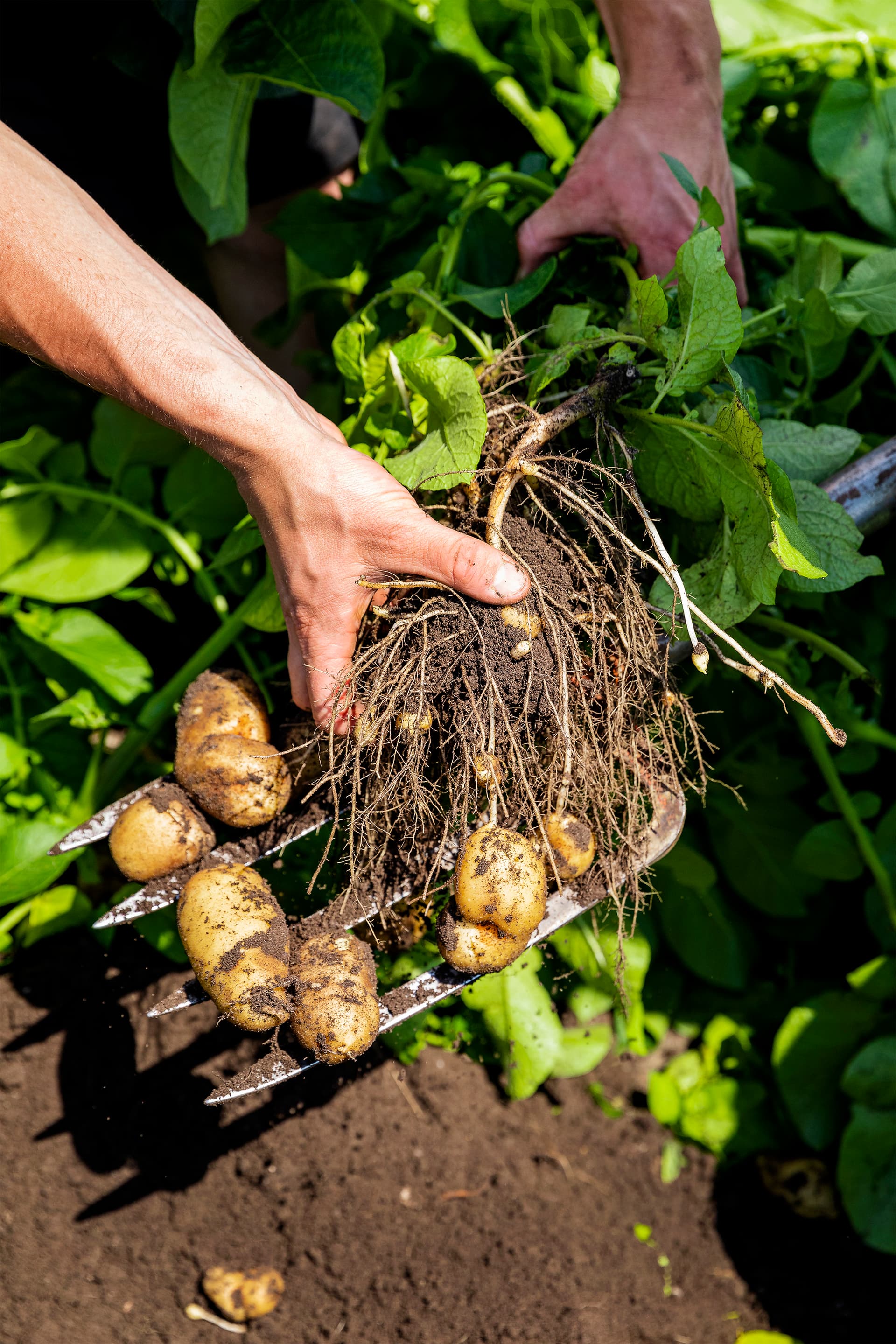 blog_lff_-_duurzame_snackbar